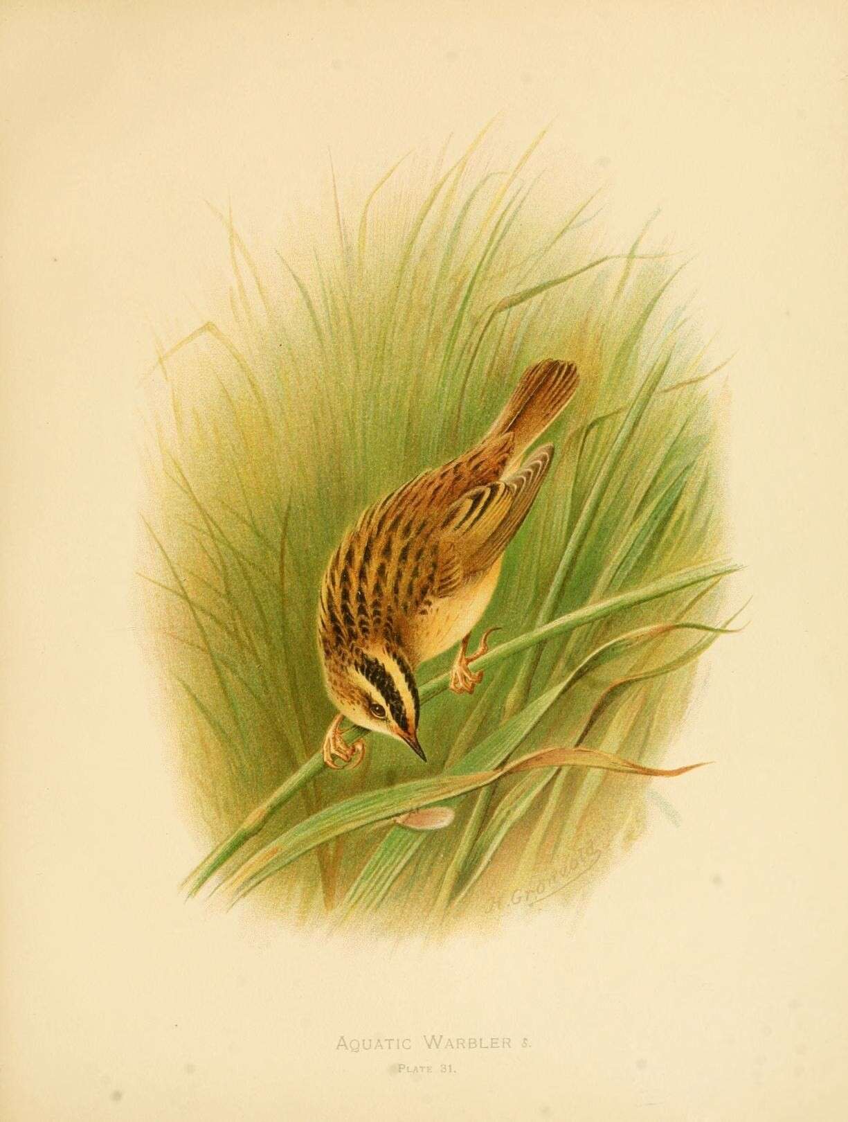 Image of Aquatic Warbler