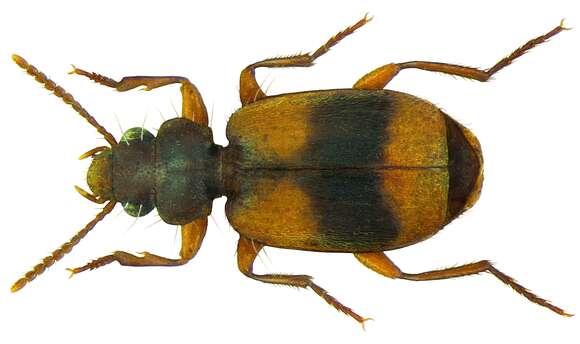 Image of Somotrichus