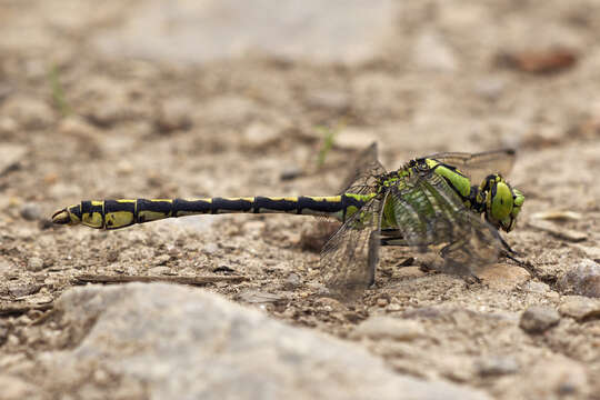 صورة Ophiogomphus cecilia (Geoffroy ex Fourcroy 1785)