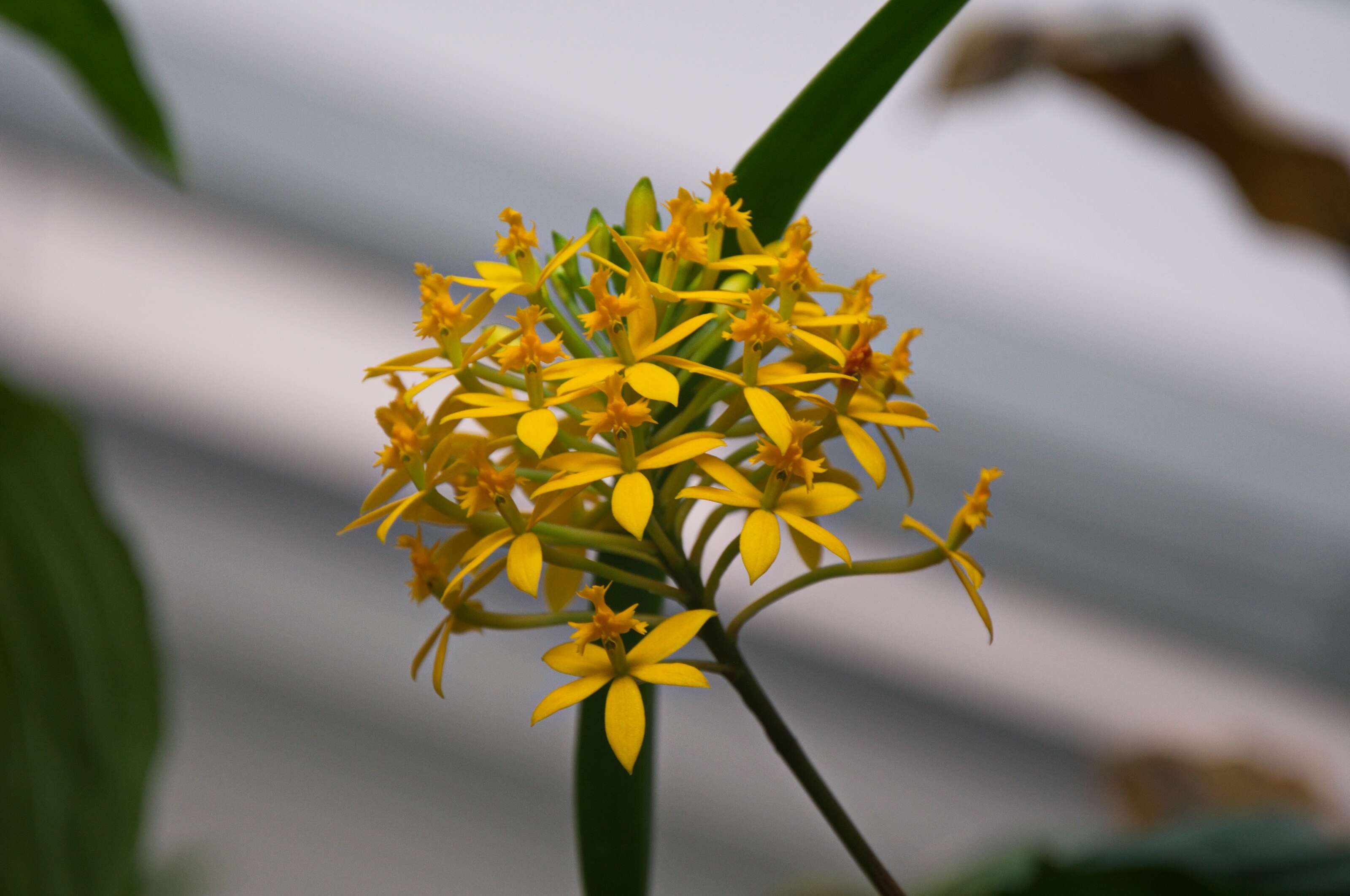 Plancia ëd Epidendrum radicans Pav. ex Lindl.