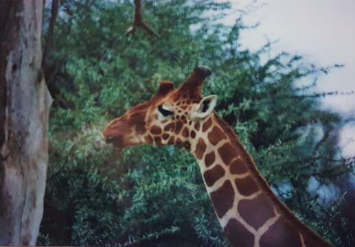 Image of reticulated giraffe