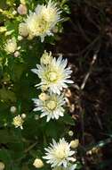 Image of Asteraceae