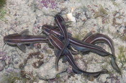 Plotosus lineatus (Thunberg 1787) resmi