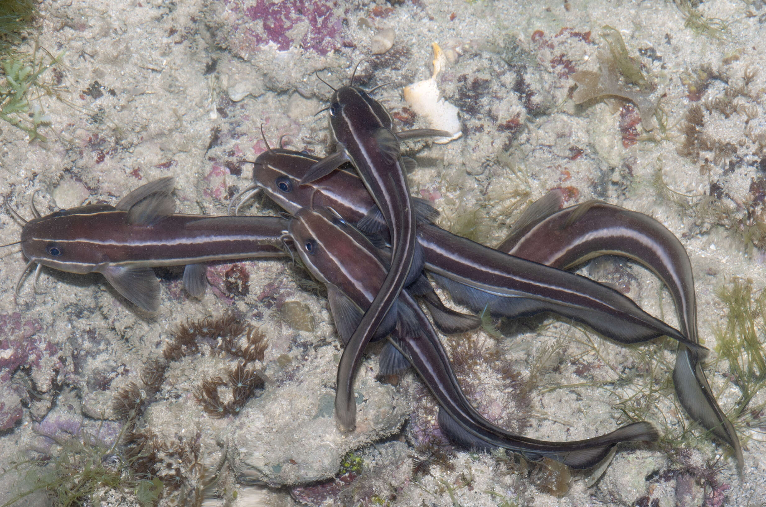 Imagem de Plotosus lineatus (Thunberg 1787)