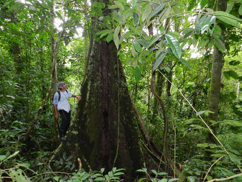 Imagem de Vatairea lundellii (Standl.) Record