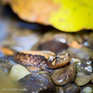 Image of dusky salamanders