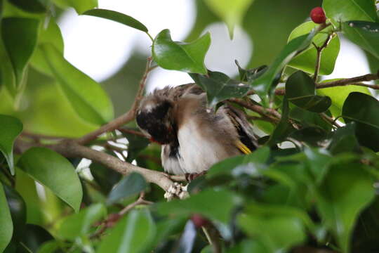 Imagem de Carduelis carduelis parva Tschusi 1901