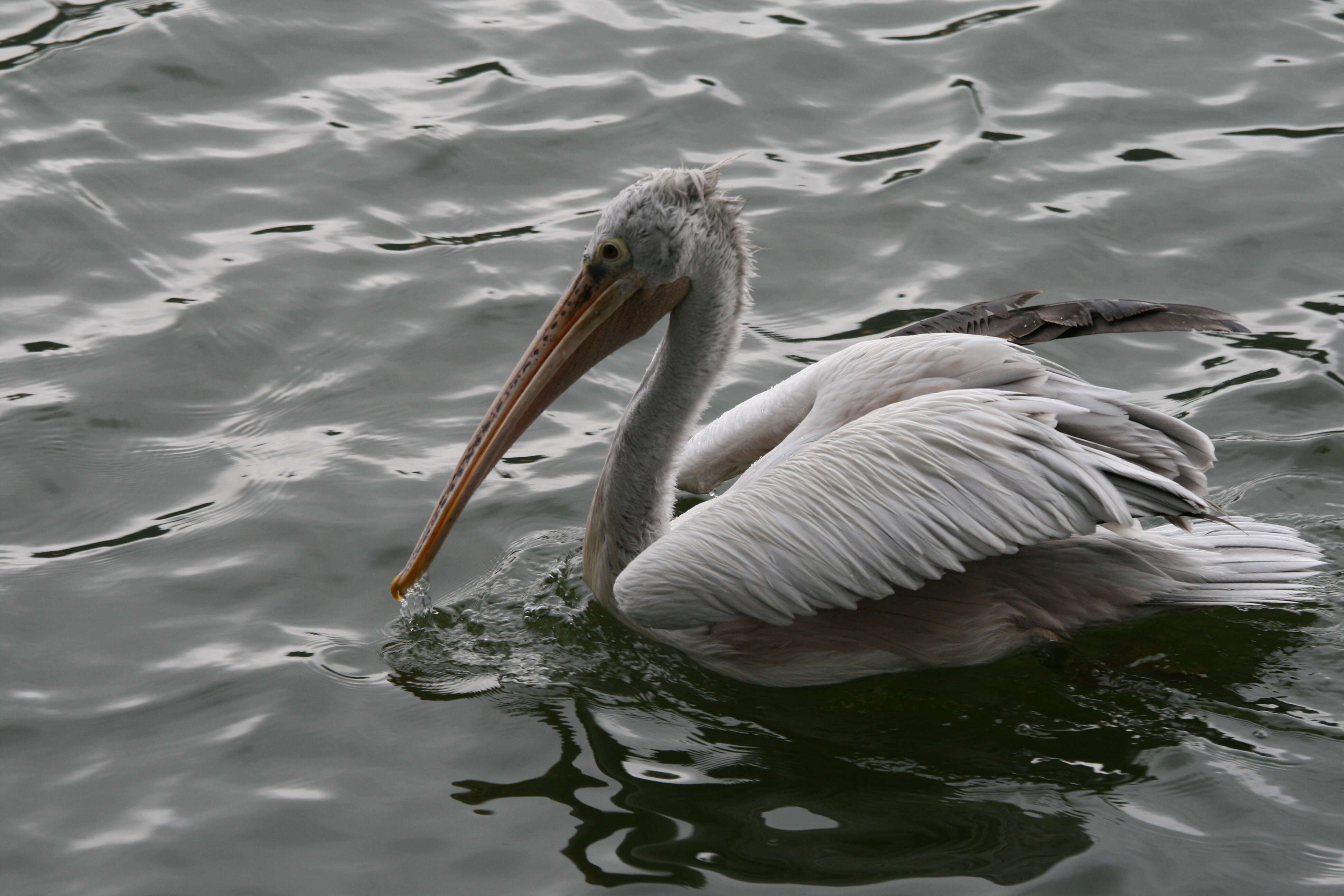 Image of pelicans