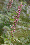 Image of Helleborine