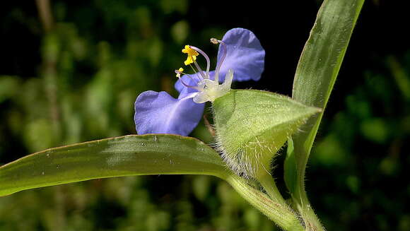 Image of Blousel Blommetjie