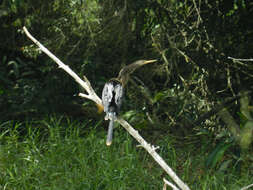 Image de Anhinga d'Amérique