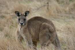 Image of kangaroo