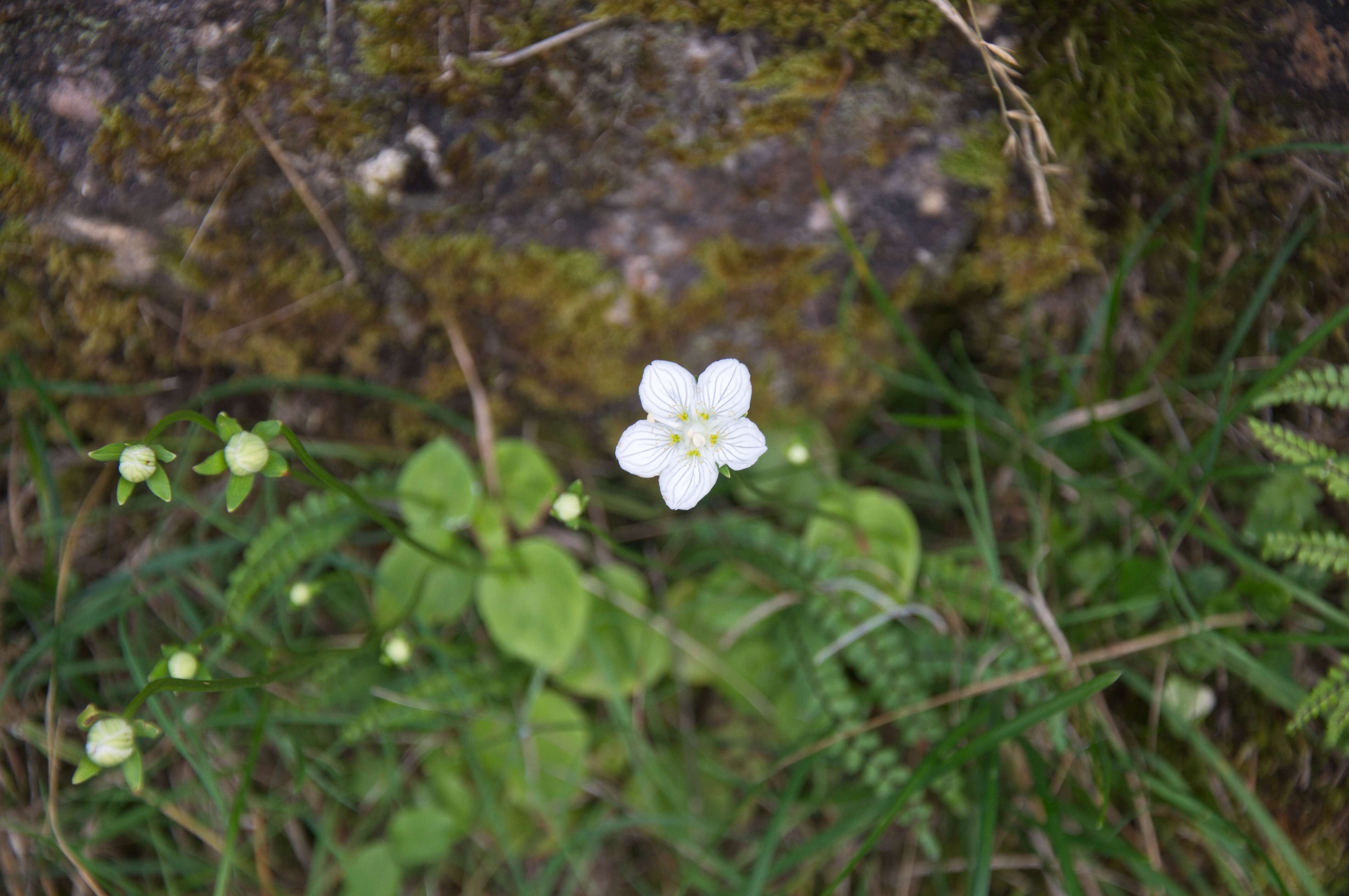 Слика од Parnassia palustris L.