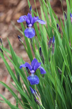 Image de blue flag iris versicolore