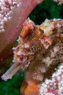 Image of seahorses