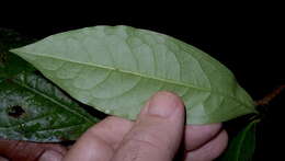 Image of Erythroxylum martii Peyr.