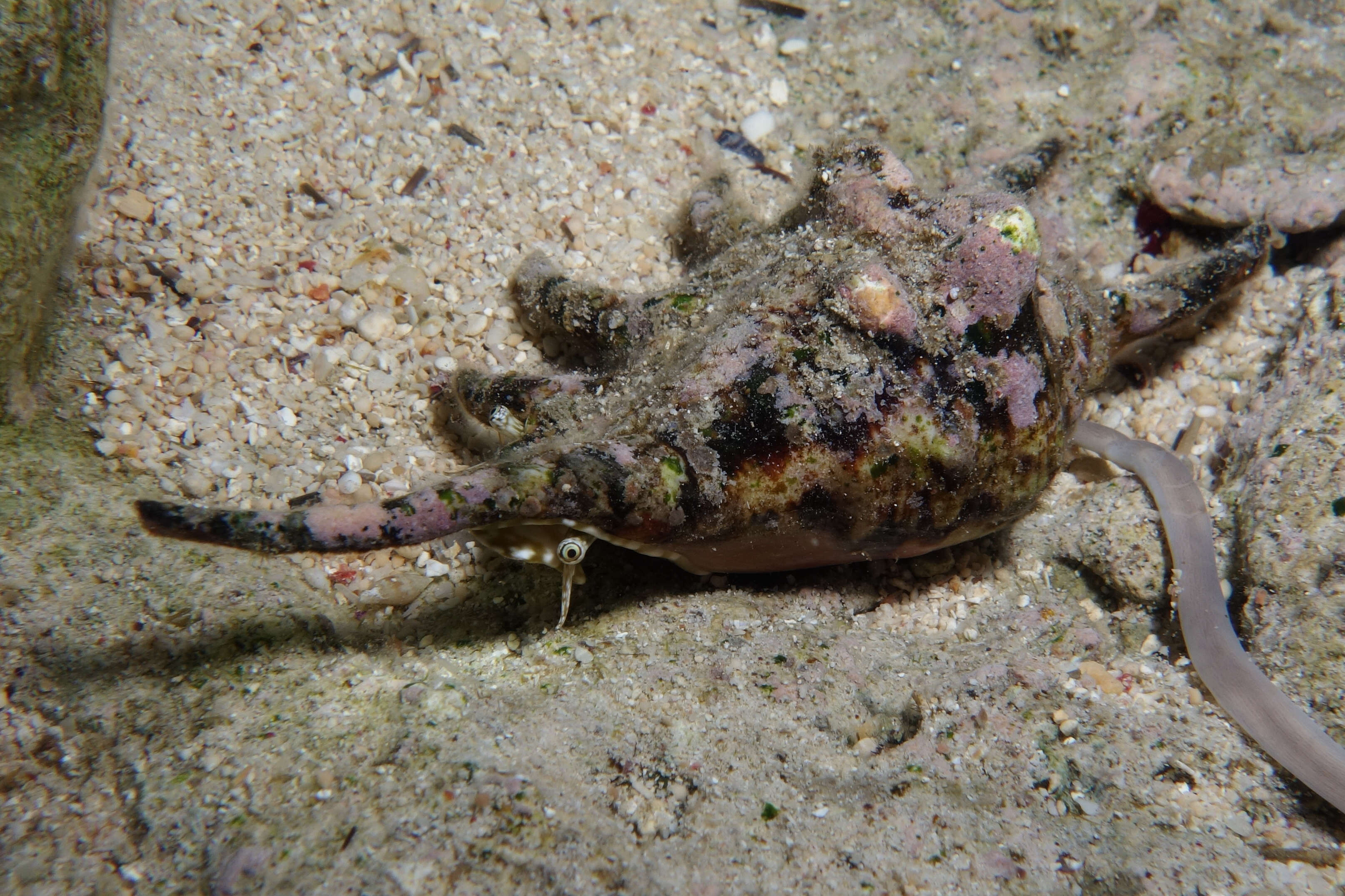 Image of spider conch