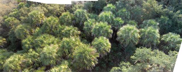 Imagem de Sabal palmetto (Walter) Lodd. ex Schult. & Schult. fil.