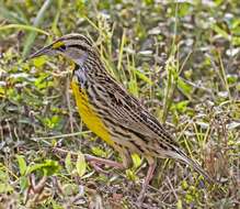 Image of Meadowlark