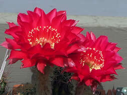 Echinopsis resmi