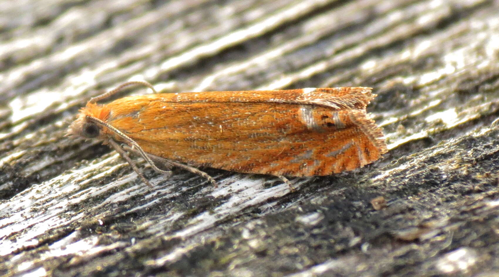 Image of Lathronympha