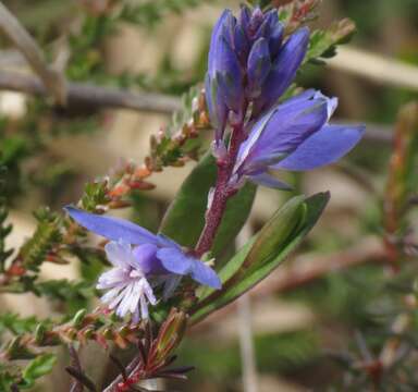 Plancia ëd Polygala serpyllifolia J. A. C. Hose