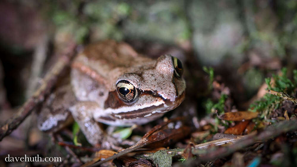 Image of Lithobates Fitzinger 1843