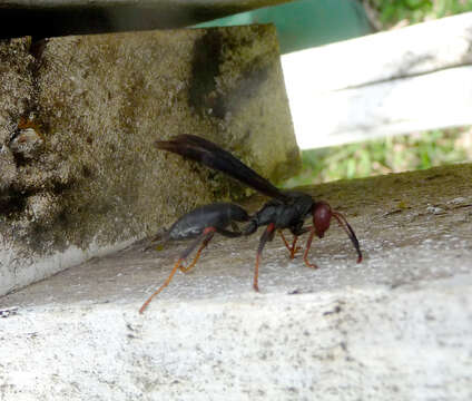 Image of Polistes erythrocephalus Latreille 1813