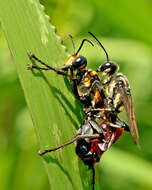 Image of Sphecinae Latreille 1802