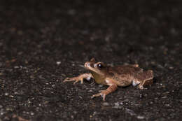 Image of Spring Peeper