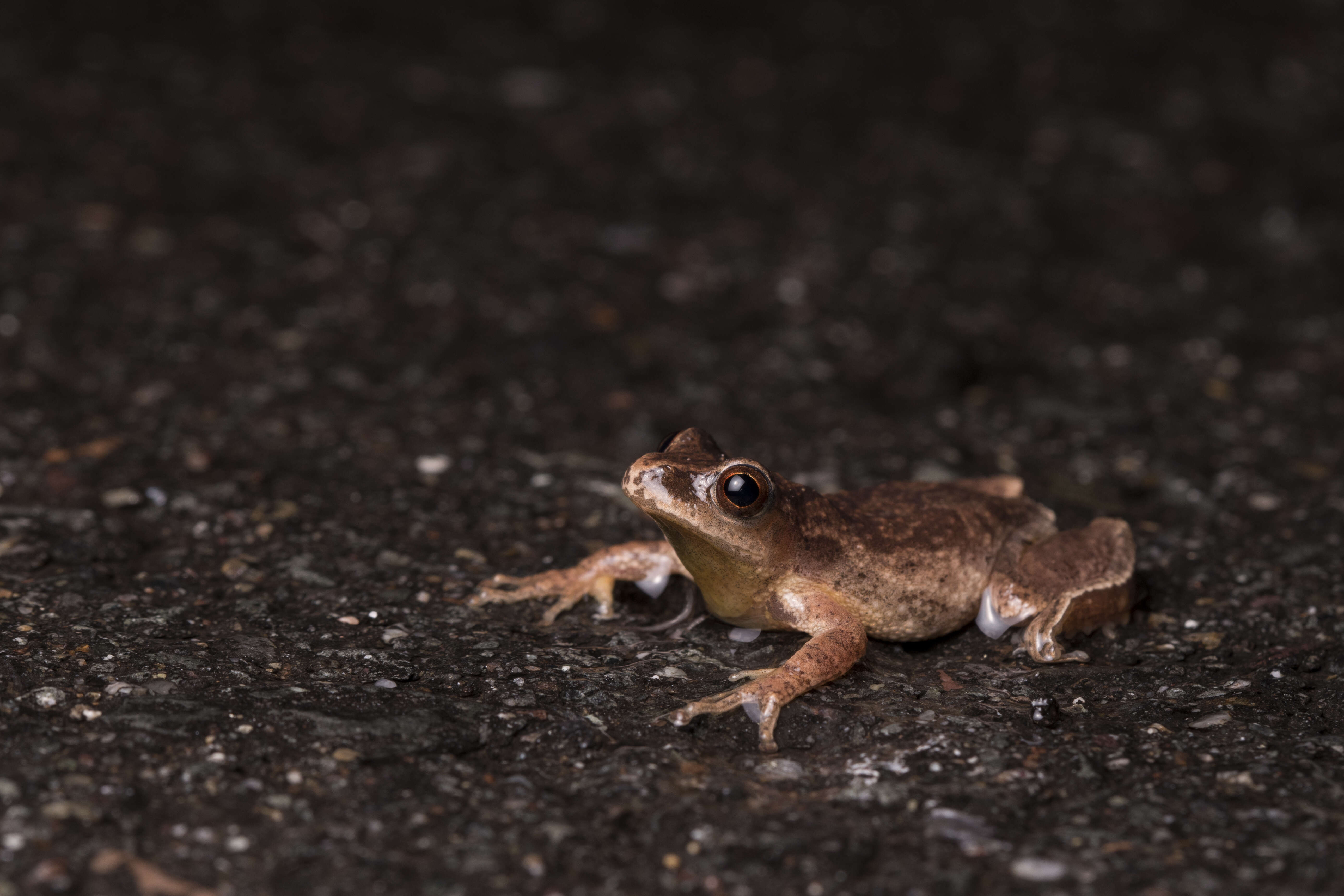 Image of Spring Peeper