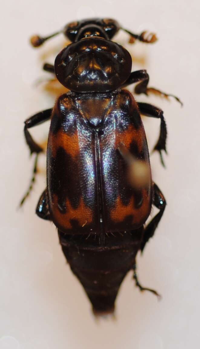 Nicrophorus (Nicrophorus) podagricus (Portevin 1920) resmi