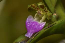 Sivun Pelatantheria insectifera (Rchb. fil.) Ridl. kuva