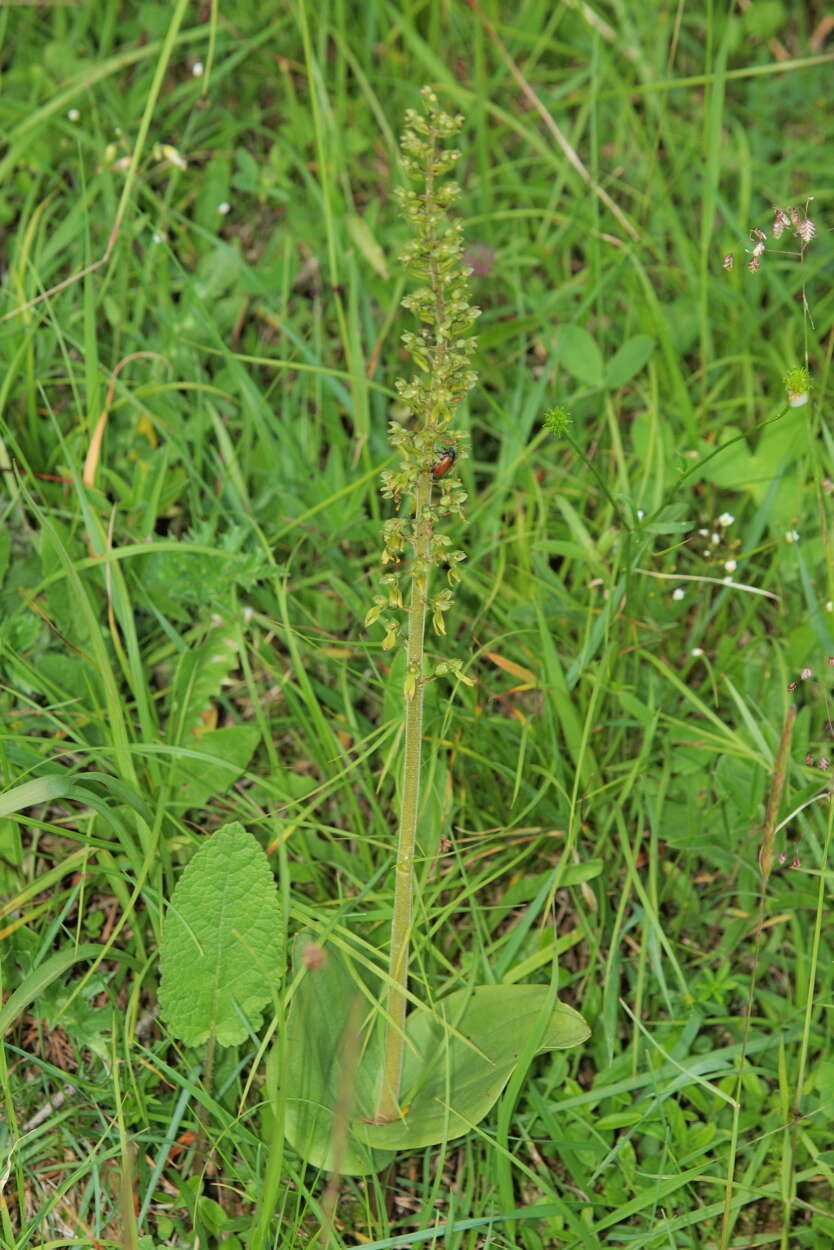 Image of Common twayblade