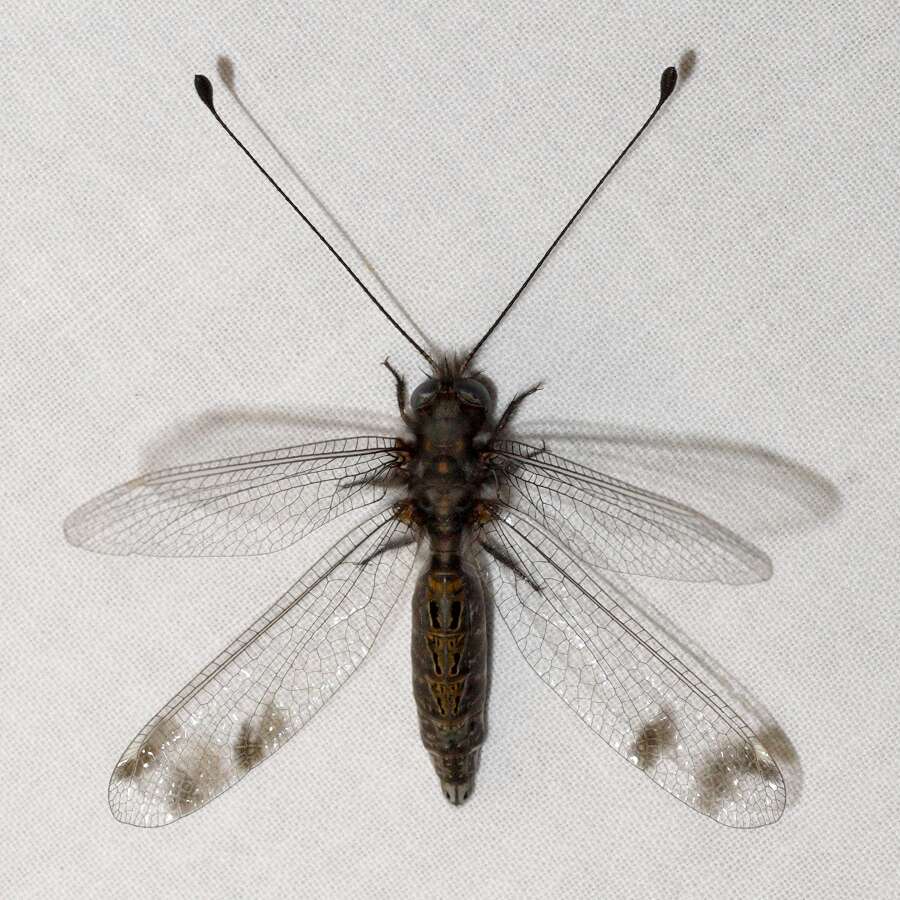 Image of owlflies
