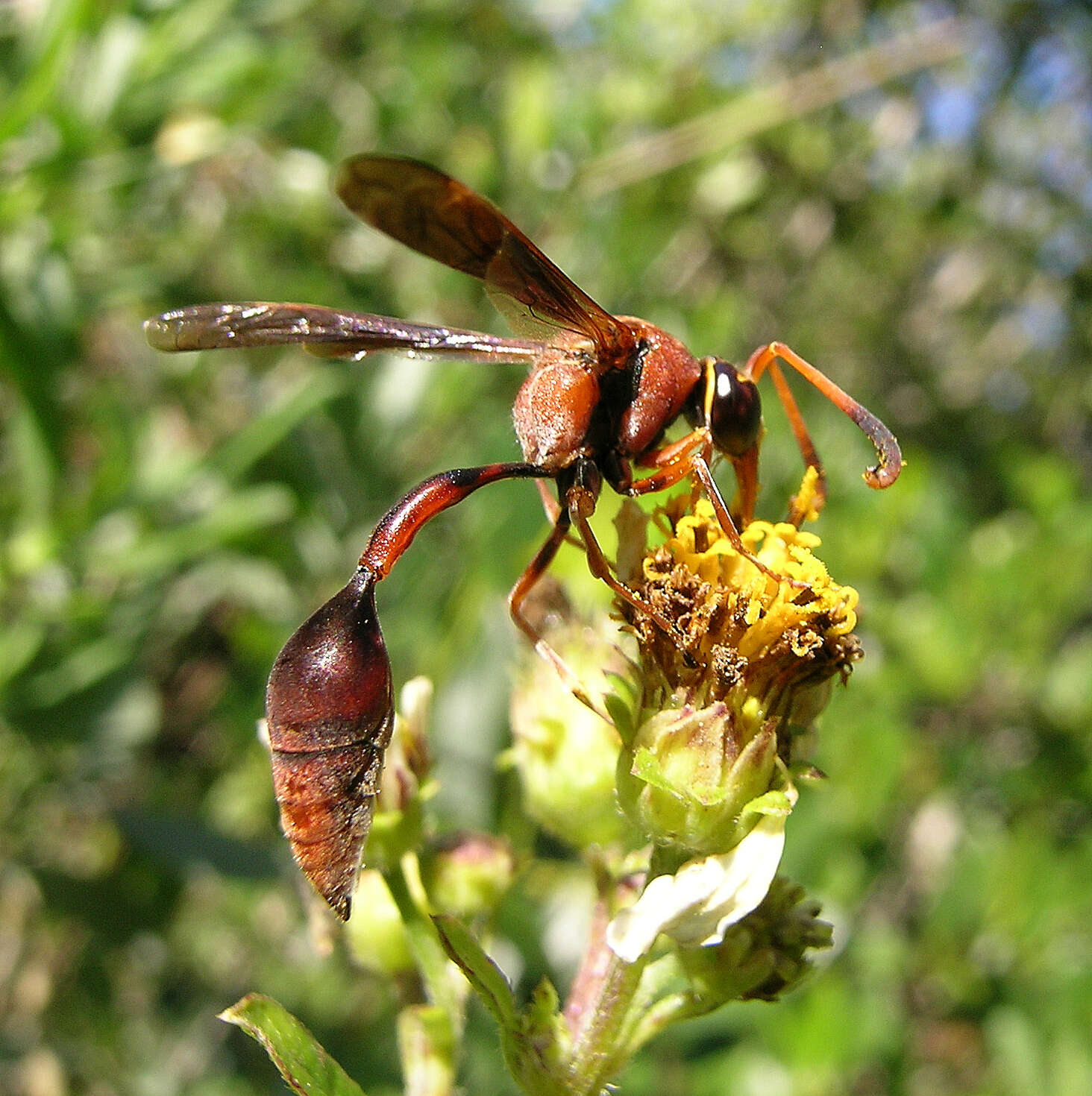 Image of Potter wasp