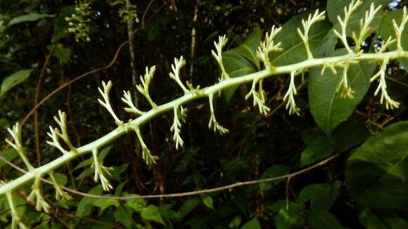 Image of Serjania dentata (Vell.) Radlk.