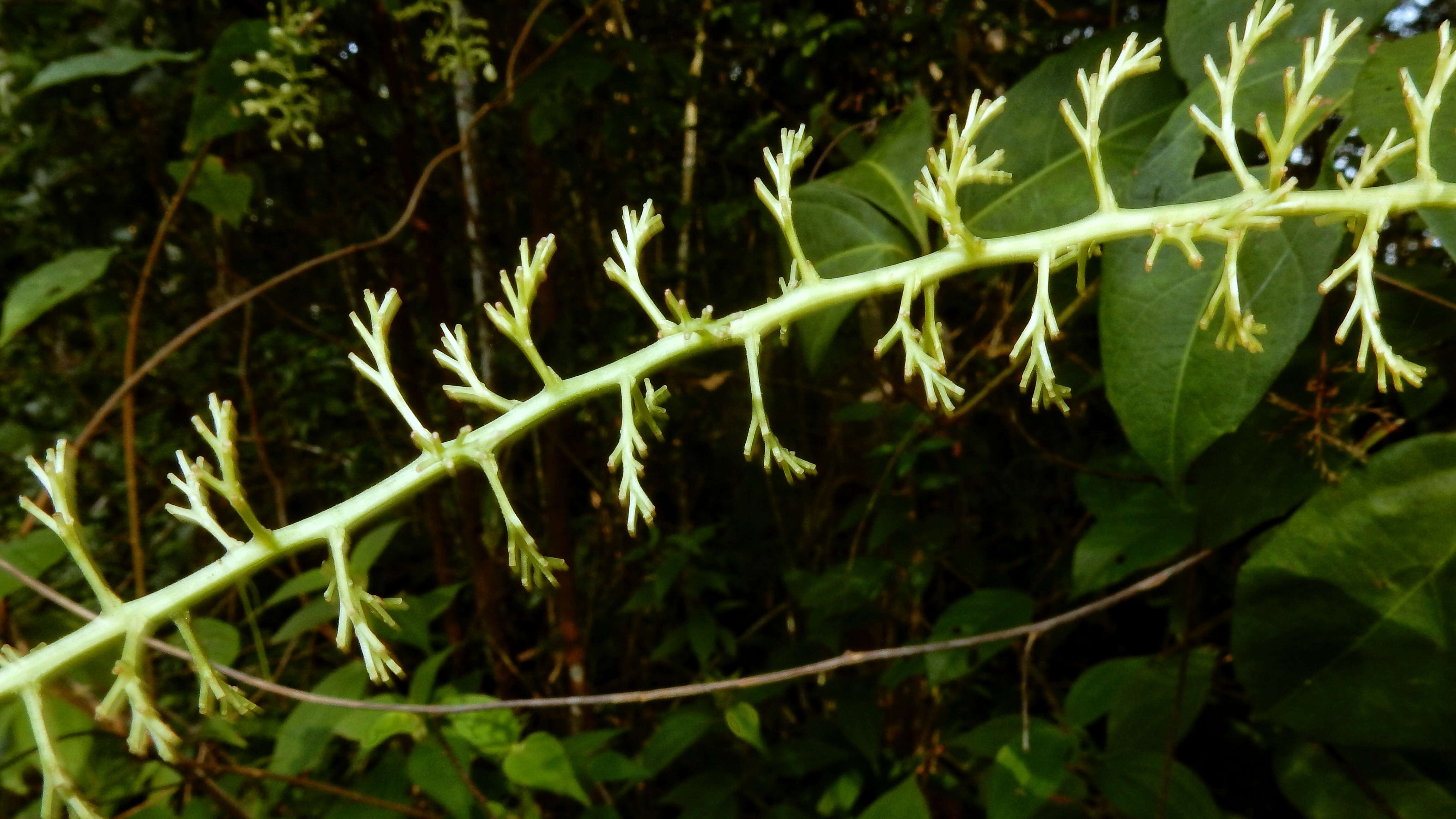 Plancia ëd Serjania dentata (Vell.) Radlk.