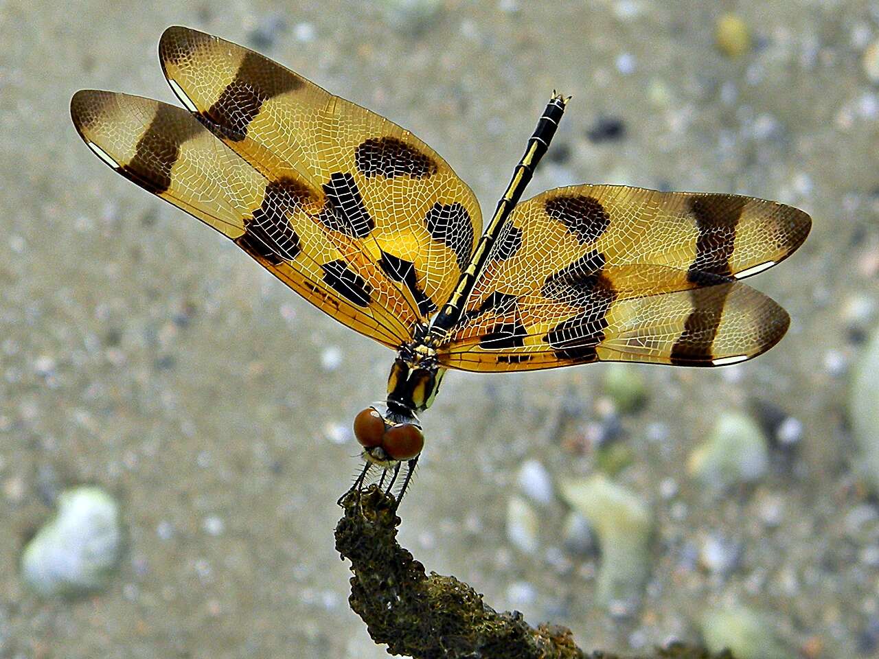 Image of Halloween Pennant