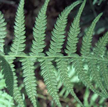 Image of maiden fern