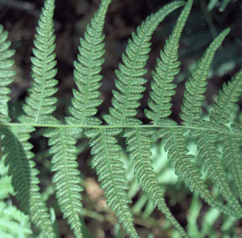 Image of Marsh Fern