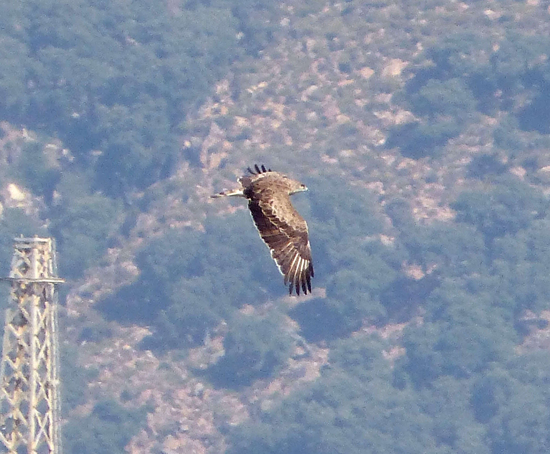 Image of Short-toed Eagle