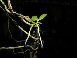 Image of Bentspur orchids