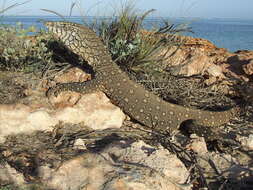 Image of monitor lizards