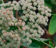 Imagem de Eriogonum giganteum giganteum