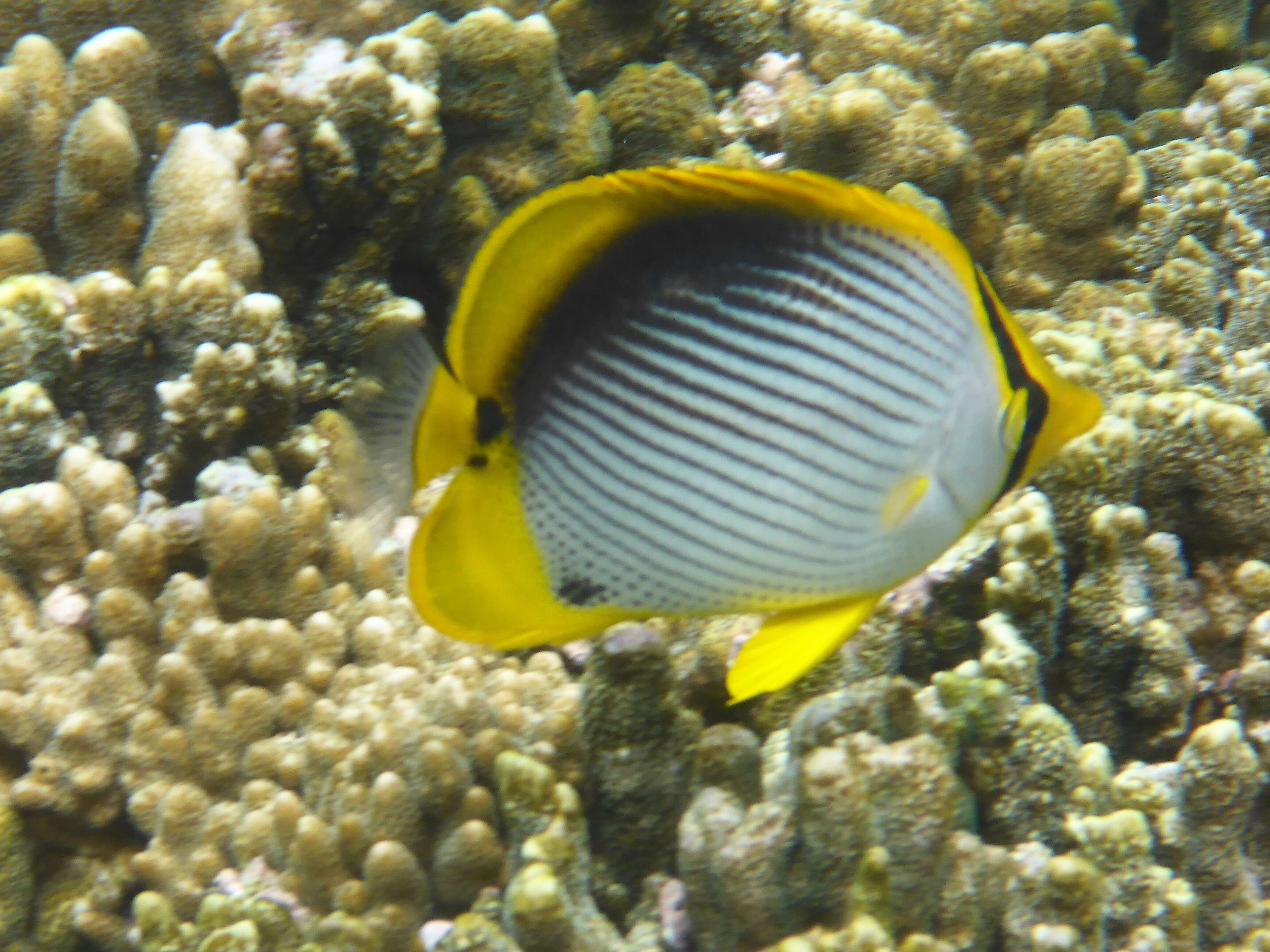 Image of Black-back Butterflyfish