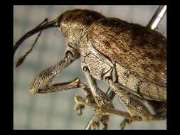 Curculio obtusus Gravenhorst 1807 resmi