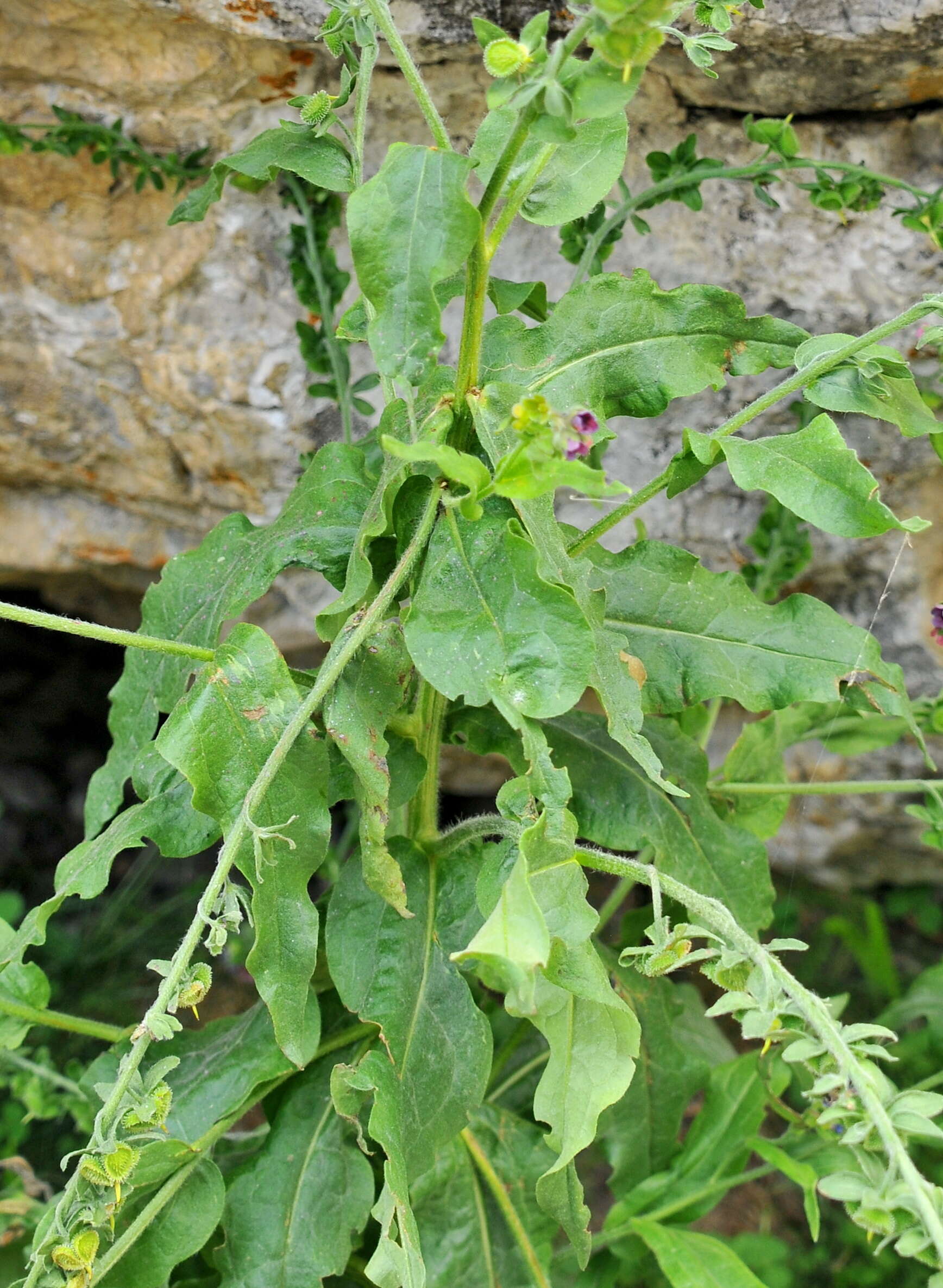 Image of hound's tongue