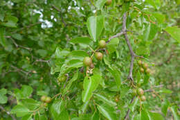 Image of jujube