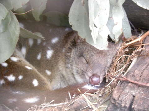 Image of quoll